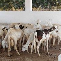 Année 3 Programme Karonghen 2