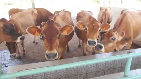 Ferme_Kandemba